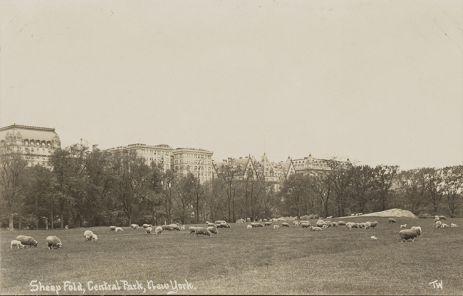Sheep grazing in the sheepfold of Central Park.