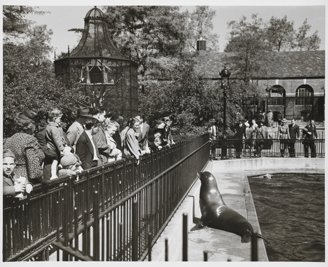 Uma multidão assiste um leão-marinho no zoológico do Central Park
