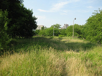 A field in Melrose 