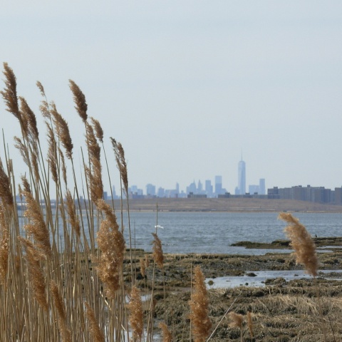 NYC Wetlands Thumbnail