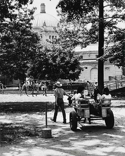 Promenades à dos de chameau au zoo