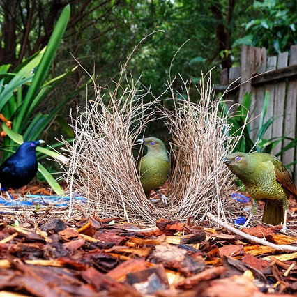 Bower Bird Thumbnail