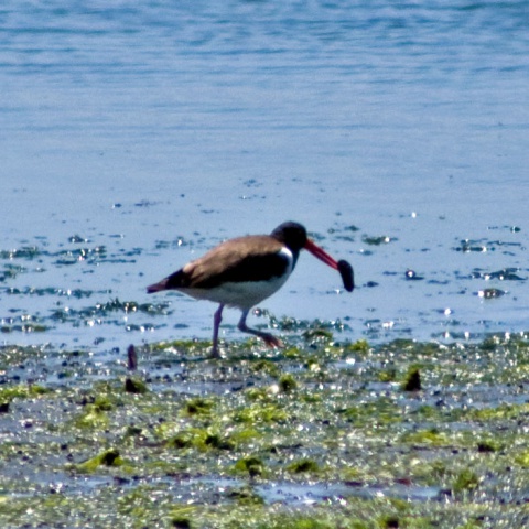 Oystercatcher with mussel Thumbnail