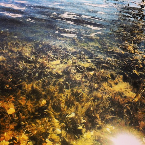 Underwater Plants Thumbnail
