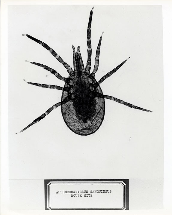 Imagen de primer plano de un ácaro del ratón, muy probablemente en un portaobjetos de microscopio