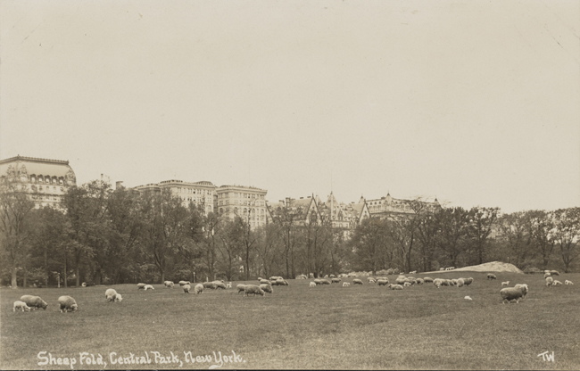 Ovelhas pastando no redil do Central Park.