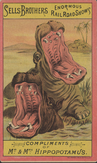 Trade card for Sells Brothers Enormous Rail Road Shows. Front of card has center image featuring two fighting hippopotami in a river against a desert backdrop.