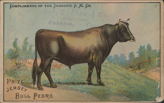 Tarjeta comercial para Domestic Sewing Machine Co. El frente de la tarjeta presenta un dibujo de "The Prize Jersey Cow Pedro"