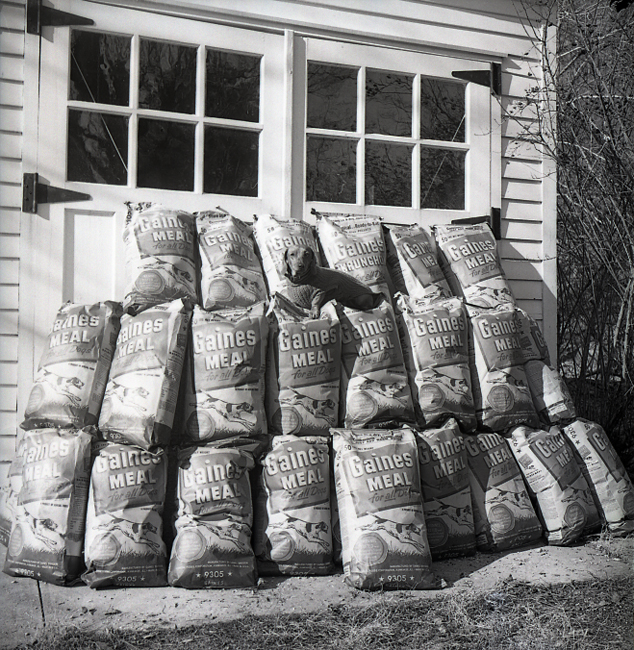 A dachshund dog sits on a large pile of dogs of Gaines brand dog food.