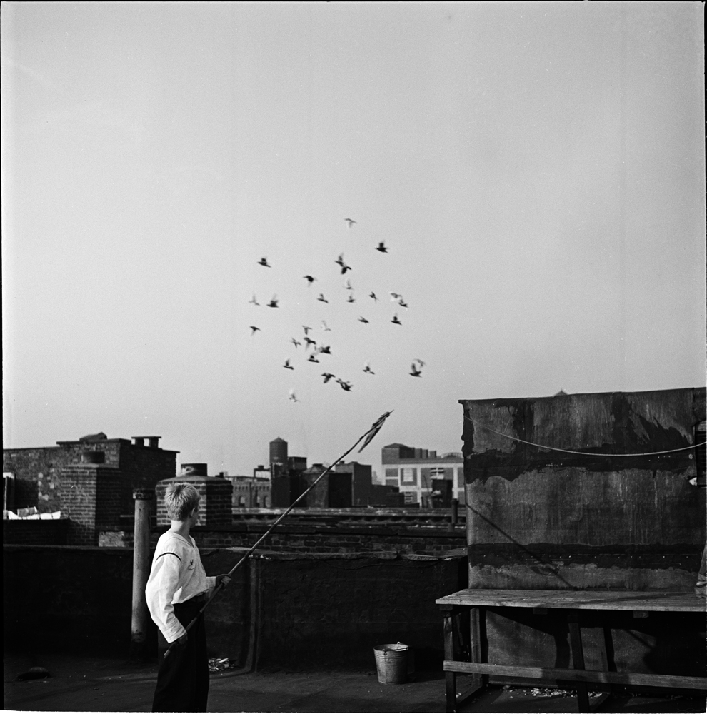 Stanley Kubrick. Shoe Shine Boy [Mickey at a rooftop pigeon coop.], 1947. Museum of the City of New York. X2011.4.10368.305