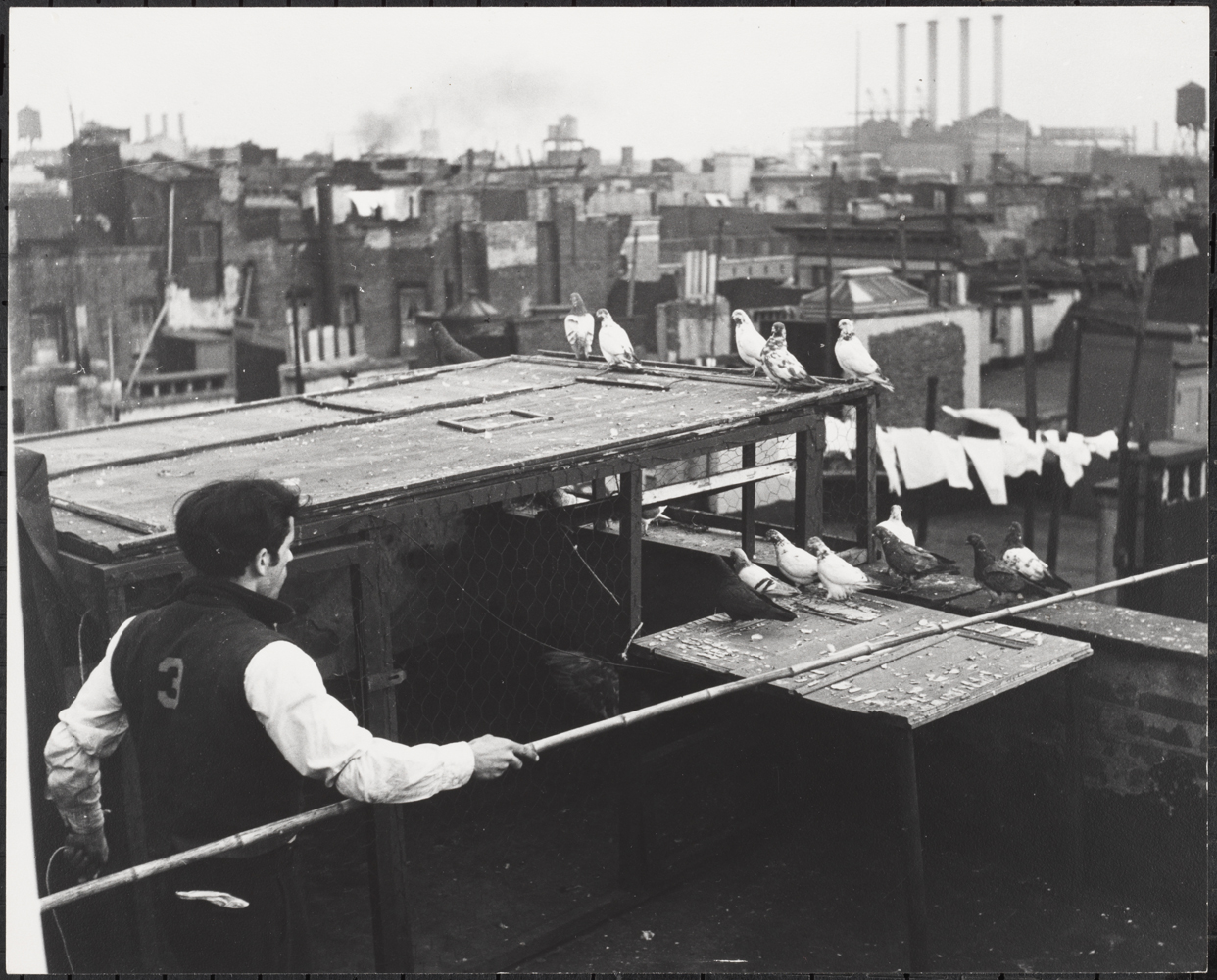 Roy Perry. Criando pombos em telhados, Lower East Side, ca 1940. Museu da cidade de Nova York 80.102.144