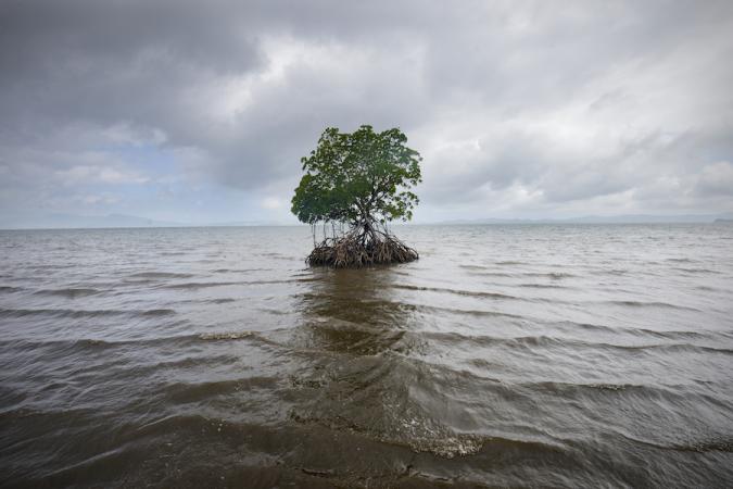 A tree with much of its roots visible stands alone, surrounded by water on all sides.