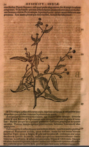 Black and white drawing of an unspecified medicinal plant with a long stem, thin wrinkled leaves and many small flower buds.