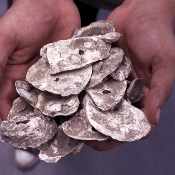OYSTERS.jpg?itok=Qm4-GTi-
