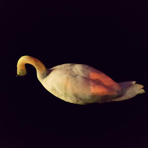 Fotografia de cisne muda