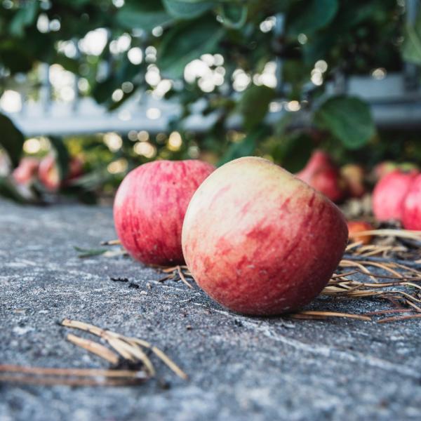 Imagem de maçãs caídas de uma árvore na calçada cercada por folhas