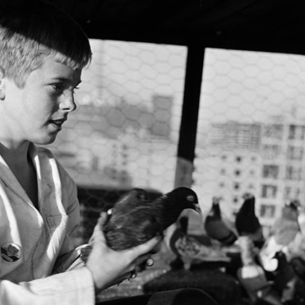 斯坦利·库布里克（Stanley Kubrick）。 擦鞋男孩[米奇与鸽子。]，1947年。纽约市博物馆。 X2011.4.10368.374