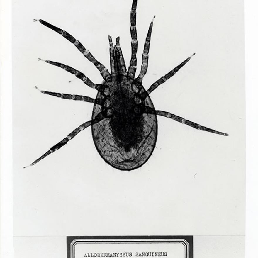 Image en gros plan d'un acarien de souris, très probablement sur une lame de microscope