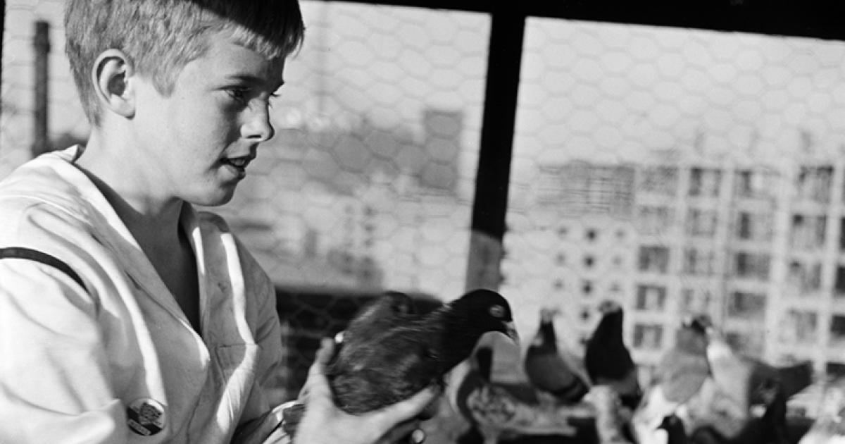 アメリカ80年代名門レフトン社生命力のある瞳と美しい羽根の白鳩