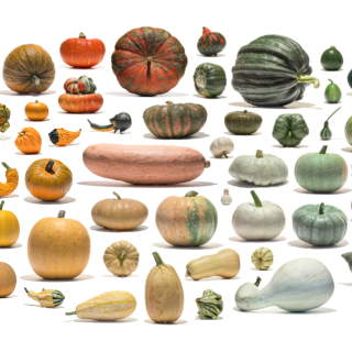 An array of pumpkins